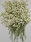 50 pcs Real Pressed Dried Flowers Mini White Gypsophila Baby's Breath for Wedding Invitation Resin DIY Art Floral Decors